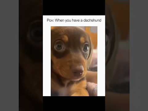 Dogs being funny part 155: Dachshund🤣🐕 #funnydog #funnypet #cutedog #dog #pets #shorts