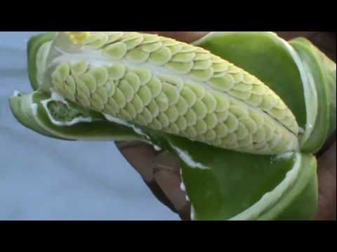 Video: Calotropis Procera: Eine vielseitig verwendbare Pflanze