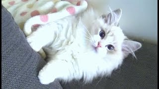 Kitten Being Lazy by Juniper Ragdoll 108 views 5 years ago 3 minutes, 10 seconds