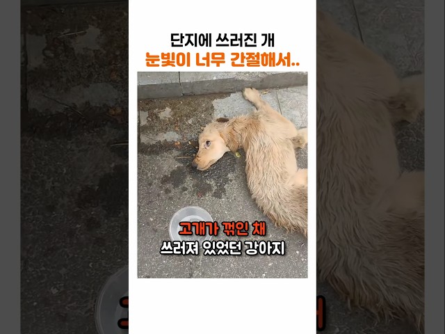 아파트 단지에 쓰러진 개가 눈빛으로 말했던 것