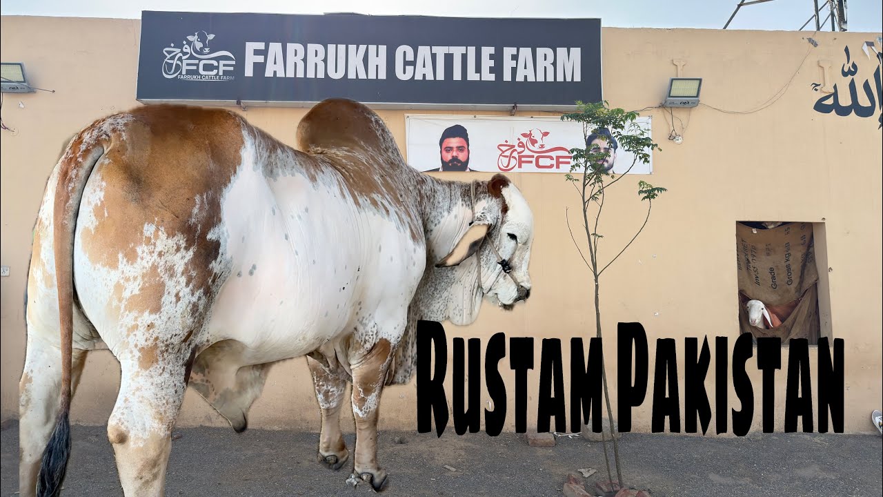 Pakistan Rustam Raja Farrukh Cattle Farm/ Rustam Pakistan / what beauti. / 2026 / 2027 ...