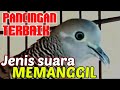 Suara Perkutut Lokal Pemancing Emosi Untuk Malas Bunyi Mp3 - Mp4 Download