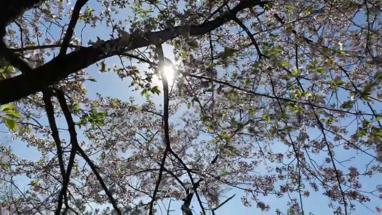 Cherry Blossoms at High Park