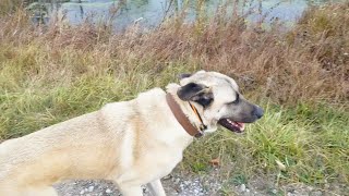 Can A Kangal Be Trained Recall With An E Collar? | Ash The Kangal | Turkish Kangal Dog by Ash The Kangal 1,446 views 6 months ago 10 minutes, 16 seconds