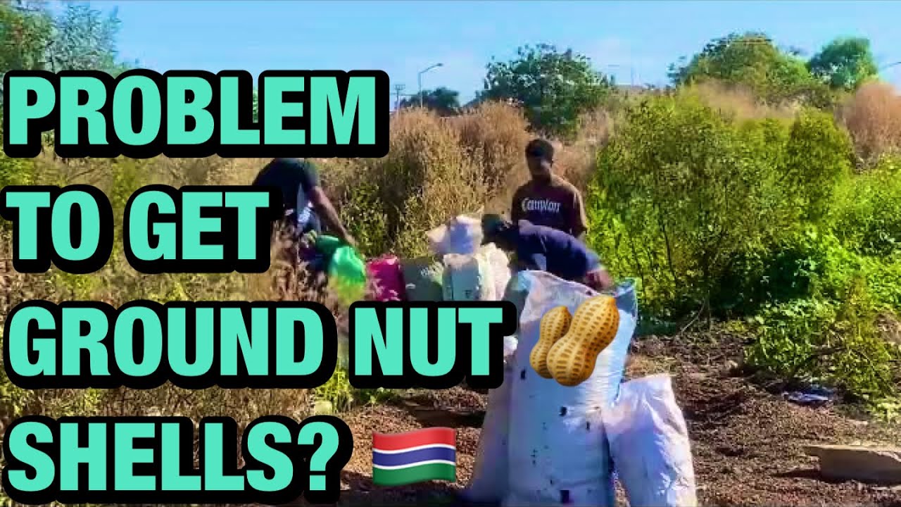 Has It Become A Problem In The Gambia To Get Ground Nut Shell For Free has-it-become-a-problem-in-the-gambia-to-get-ground-nut-shell-for-free