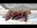 Chinese zoo presents world's 'first' surviving panda triplets