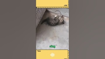 Mèo bắt chuột  #pets #chomeodethuong #meo