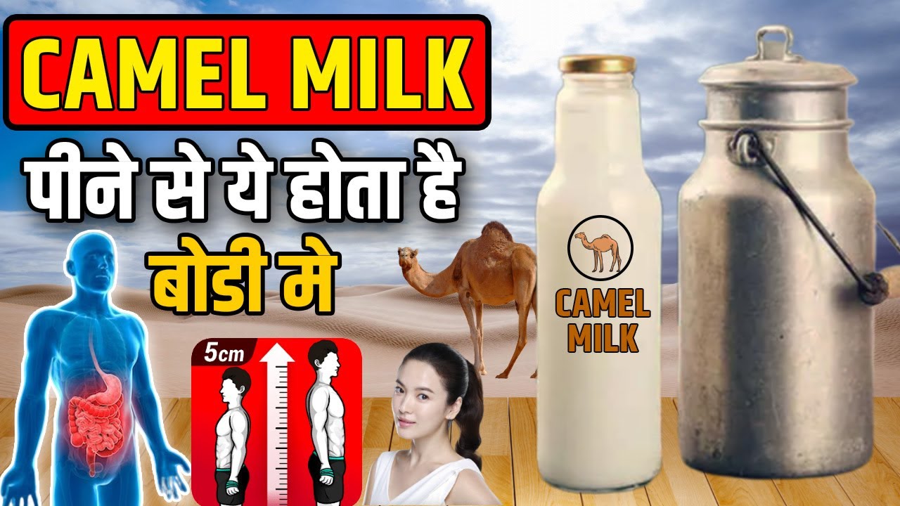 Camel Milk पीने से ये होता है बॉडी में Camel Milk ke Fayde Camel