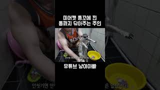 미어캣 똥꼬에 낀 똥까지 닦아주는 미어캣