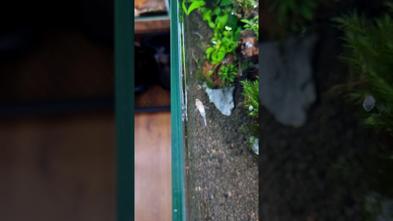 I have a small panic attack every time he does this