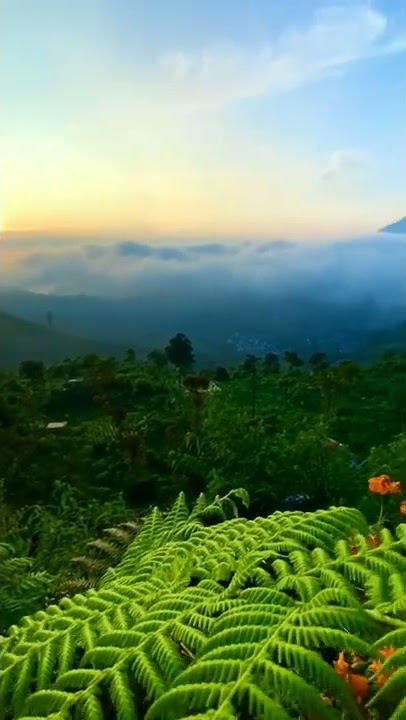 pemandangan sore hari diatas bukit #shorts #youtube #fyp #like #bukit #gunung #beautiful