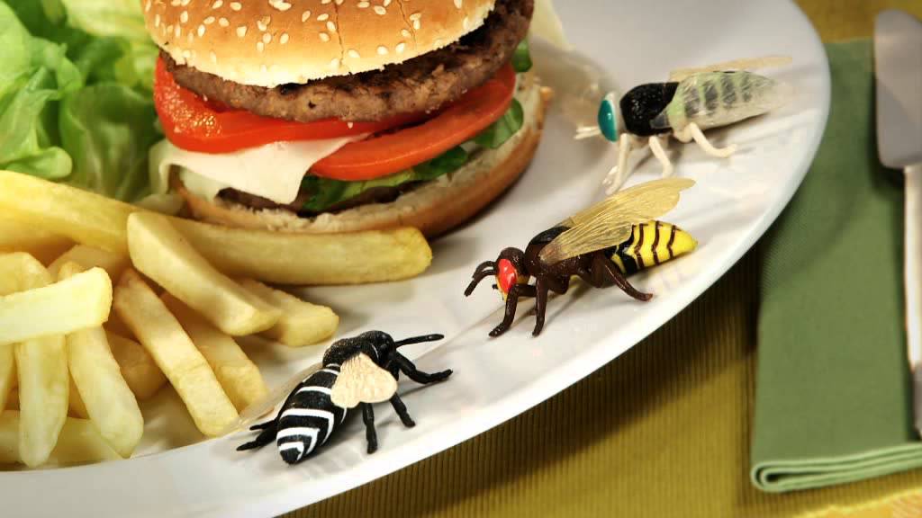 Insects & Co Fly Edition - in edicola! - YouTube