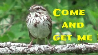 Movie For Cats and Dogs To Watch - Birds, Squirrels, Rabbits, Chipmunks, Pigeons, Movie For Cats and Dogs To Watch - Birds, Squirrels, Rabbits, Chipmunks, Pigeons,