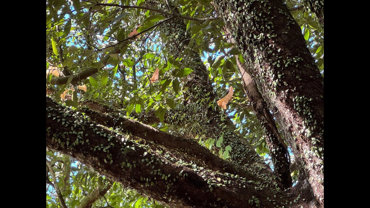 (♫) Pearl - 날씨요정 | ☀️함께 다닐 때 날씨가 좋아지는 사람☀️