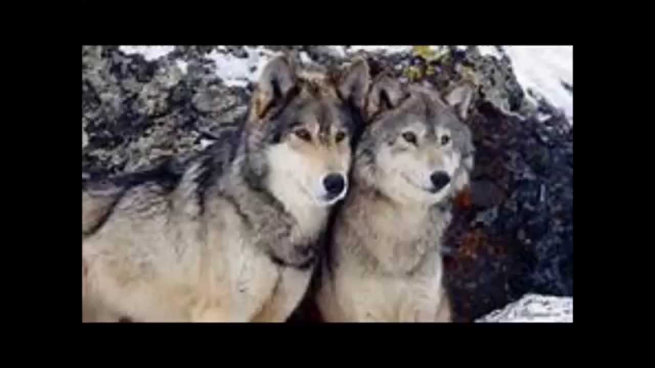 Wolves MV Hero by Skillet YouTube