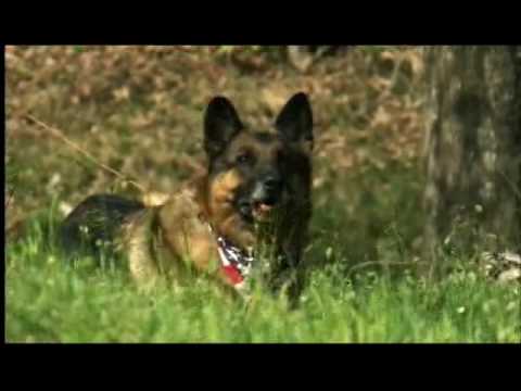 Military Working Dog Lex - AAFES Interview, April 2009