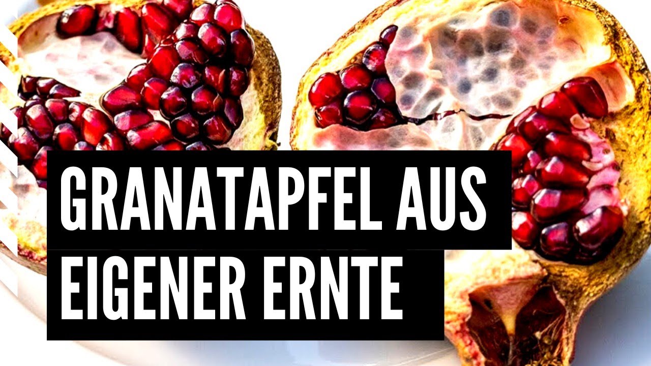 Granatapfel in Deutschland: Anbau, Sorten und Winterhärte