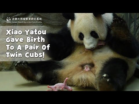 Panda Xiao Yatou Gave Birth To A Pair Of Twin Cubs! | iPanda