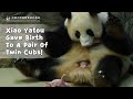 Panda xiao yatou gave birth to a pair of twin cubs  ipanda