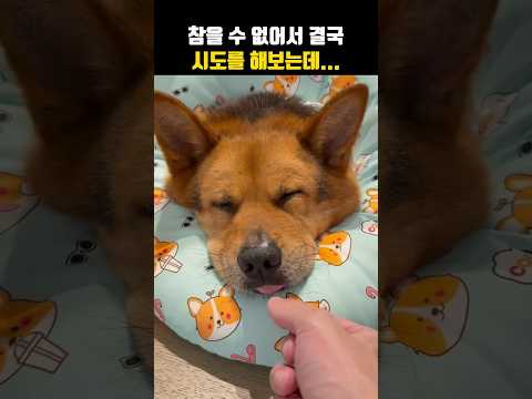 이건 못 참지~#강아지 #댕댕이 thumbnail