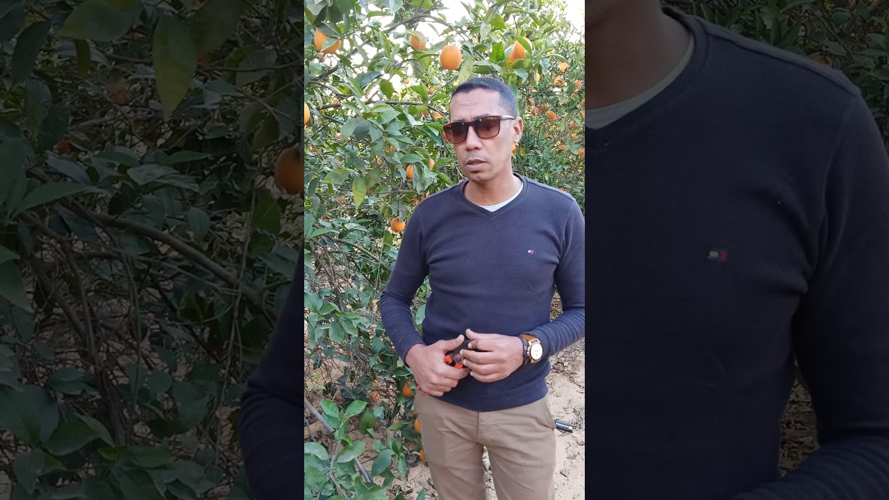 تجهيز اشجار الموالح لعمليه الازهار والعقد ( برتقال صيفي)