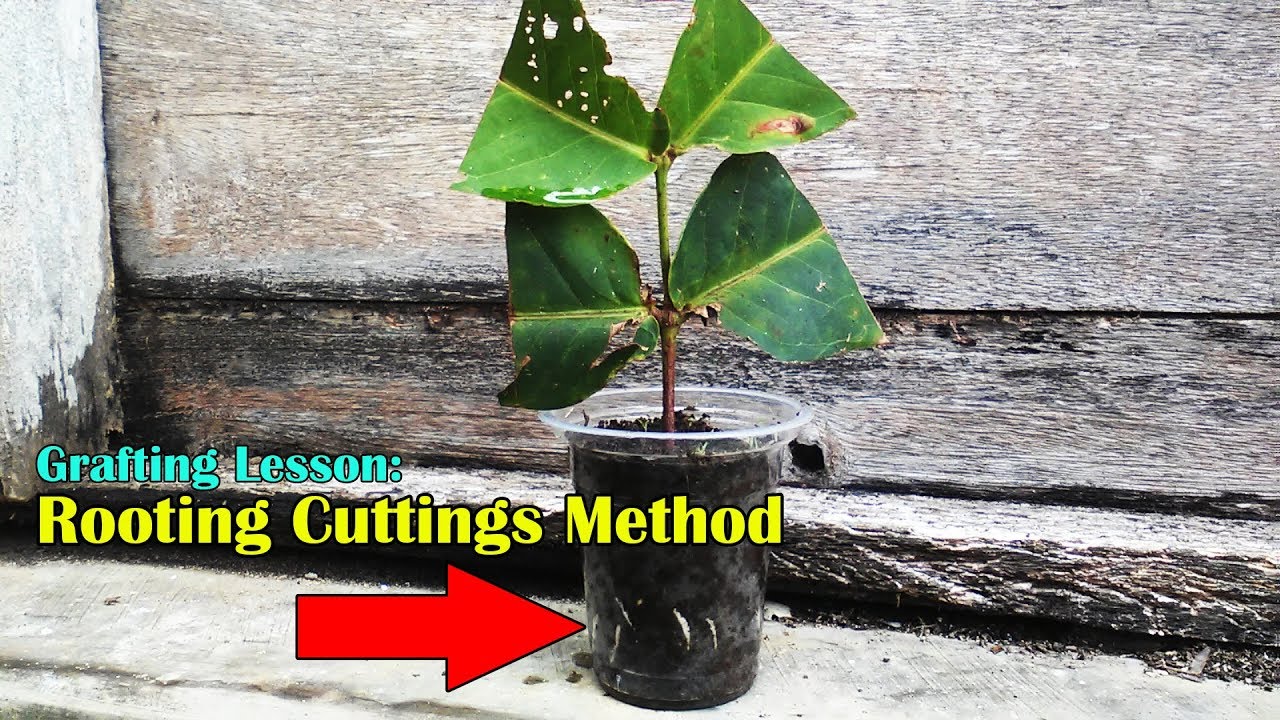 Grafting Lesson: Bark Grafting Method On Wax Jambu 