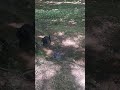 Crazy Dog.