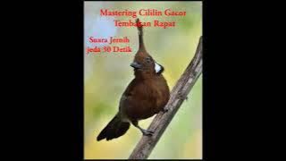 masteran cililin tembakan rapat suara jernih jeda 30 detik