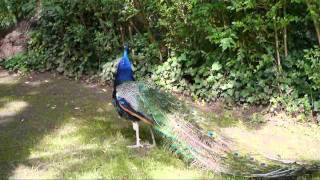 blauer pfau im heppenheimer vogelpark