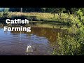 Raising Catfish on my Homestead.