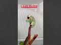 エボシカメレオンの色が変わる瞬間