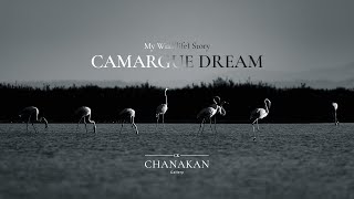 My Wild(life) Story | (Bird Photography in Camargue) | Camargue Dream