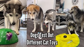 Huskies Test Out Different Cat Toys
