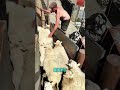 That's How Farmers Separate Sheeps #shorts