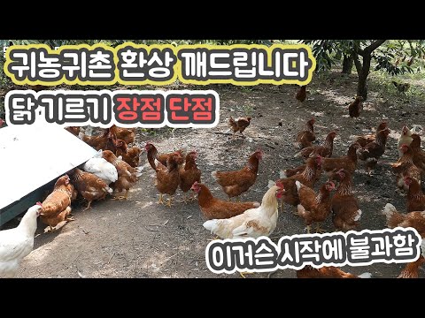 귀농귀촌 로망 닭 기르기 장단점-꿈과 현실