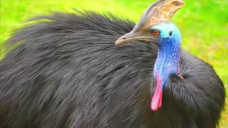 rainforest animals birds dangerous colourful
