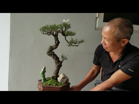 Video SH.2032.Dàn Bonsai mini đẹp, Báo giá 4tr cây Phi Lao... - youtube