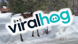 When Walking The Dogs Becomes A Game Of Dodging The Moose || ViralHog screenshot 5