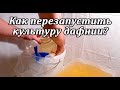 Дафния моина - перезапуск культуры. Разведение дома.