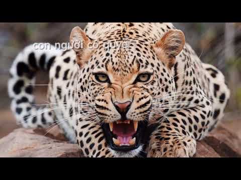 Video Sinh học 7 - Tiết 62 - Bài 60: Động vật quý hiếm - YouTube
