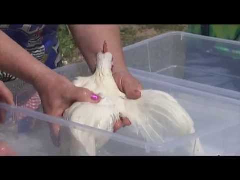 Cara Groom Chicken Anda