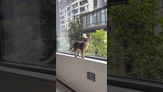 Too cute to be guilty 😼💥#NaughtyCat #FunnyCats #CatReels #CatMischief #trending #ViralPets #shorts