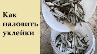 Как наловить много уклейки верховодка, себель)