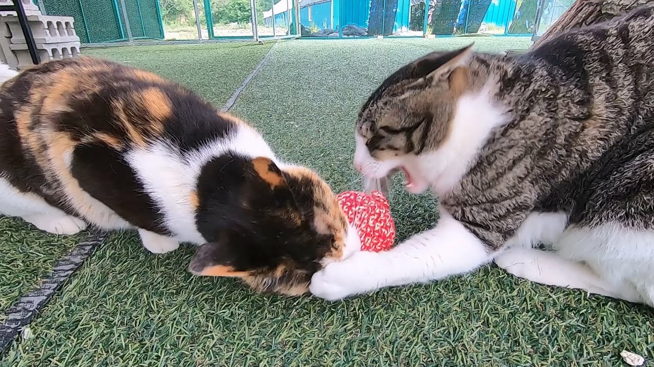 서열이 높아진 도도는 양아치가 되었다