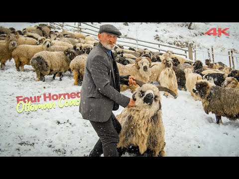 Anzer'deki Son Çoban - 4 Boynuzlu Osmanlı Koçu | Belgesel ▫️4K▫️
