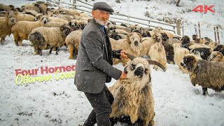 Anzer'deki Son Çoban - 4 Boynuzlu Osmanlı Koçu | Belgesel ▫️4K▫️