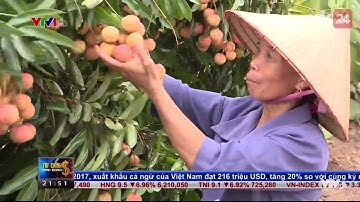 Vải Thiều Bắc Giang Mất Mùa, Giá Tăng Mạnh - Tin Tức VTV24