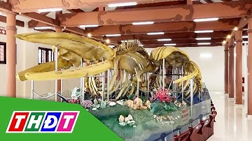 Hai bộ xương cá Ông được trao bằng xác lập Kỷ lục lớn nhất Việt Nam | THDT