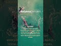 Learn Cebuano/Bisaya Fast! Balyena Whale #learncebuano #philippineslanguage #bisaya #cebuano