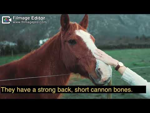 Βίντεο: Appaloosa Horse